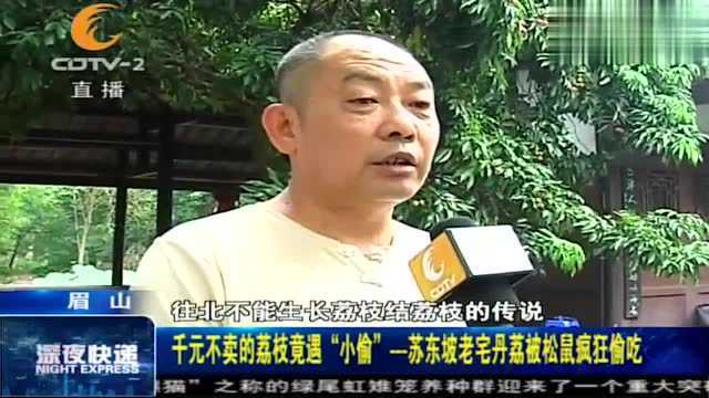 千元不卖的荔枝遇“小偷”,苏东坡老宅丹荔频频被偷专挑红的吃