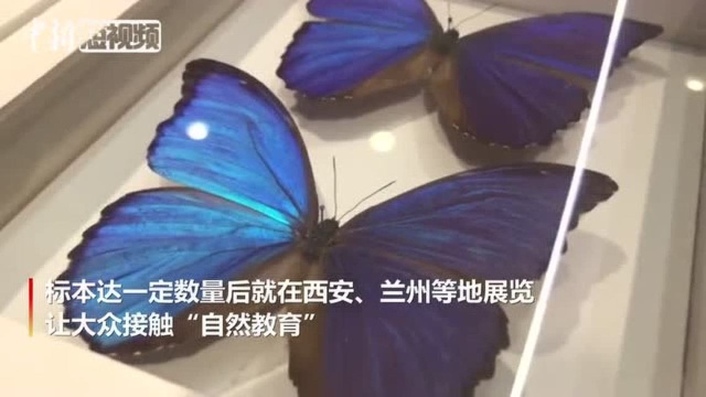 惊艳!千种昆虫标本你能准确叫出名字吗?