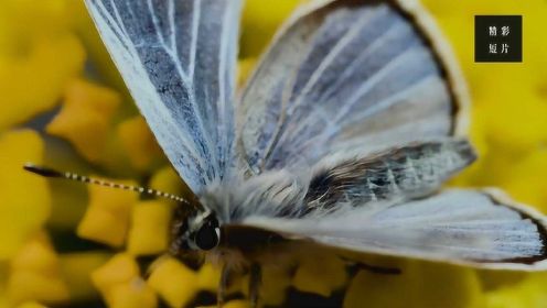 帕洛斯韦尔德蓝蝴蝶曾被宣布灭绝！却在10年后重新回归！