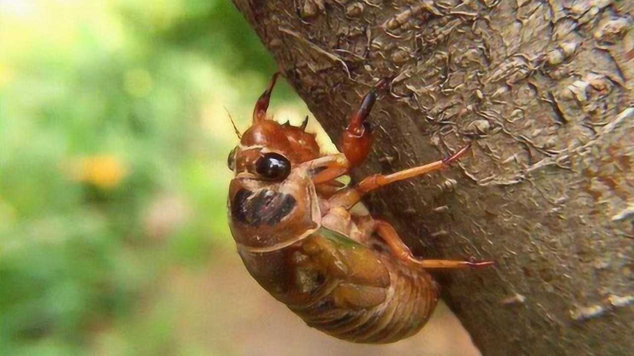 又到了抓"知了猴"的季节,教你一些小技巧,保证你抓的盆满钵满