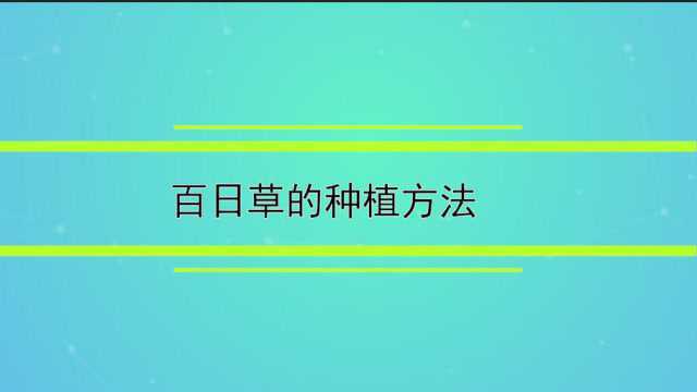 百日草的种植方法教学