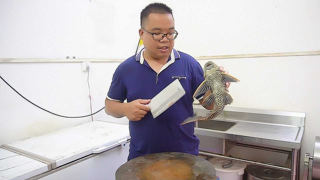 清道夫鱼甜品肥仔的第37期清道夫节目第80条清道夫