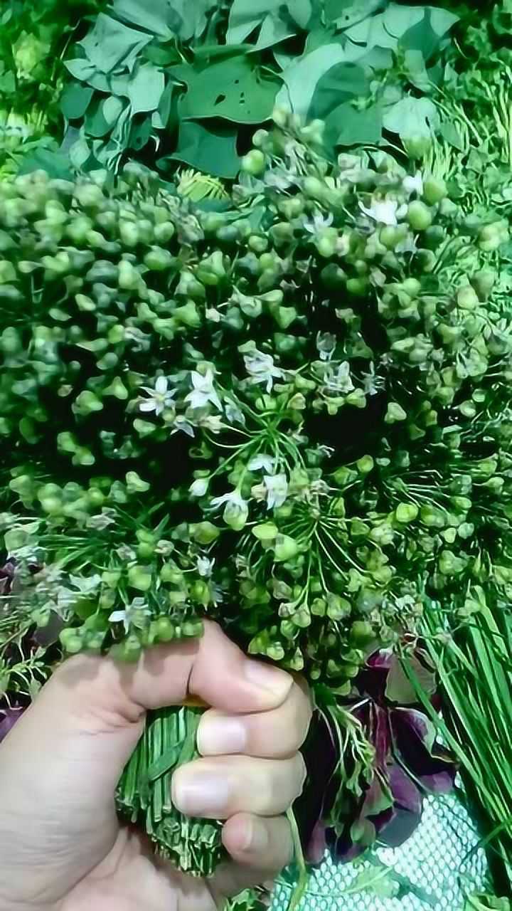 韭菜花做的新娘花束