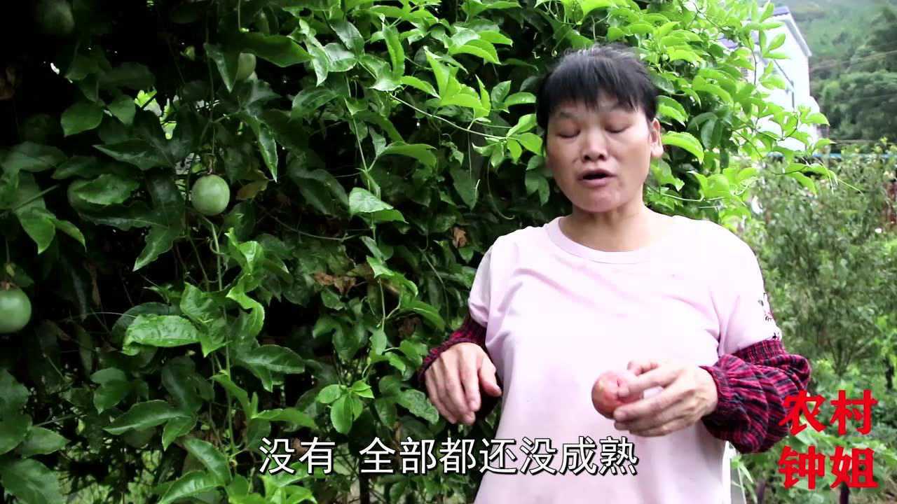 客家话视频钟姐去摘自家种的百香果吃隔着屏幕都觉得酸