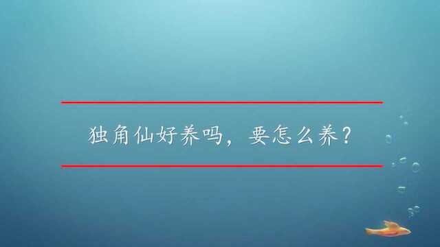 独角仙好养吗,要怎么养?