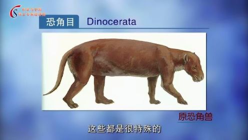 哺乳动物的演化