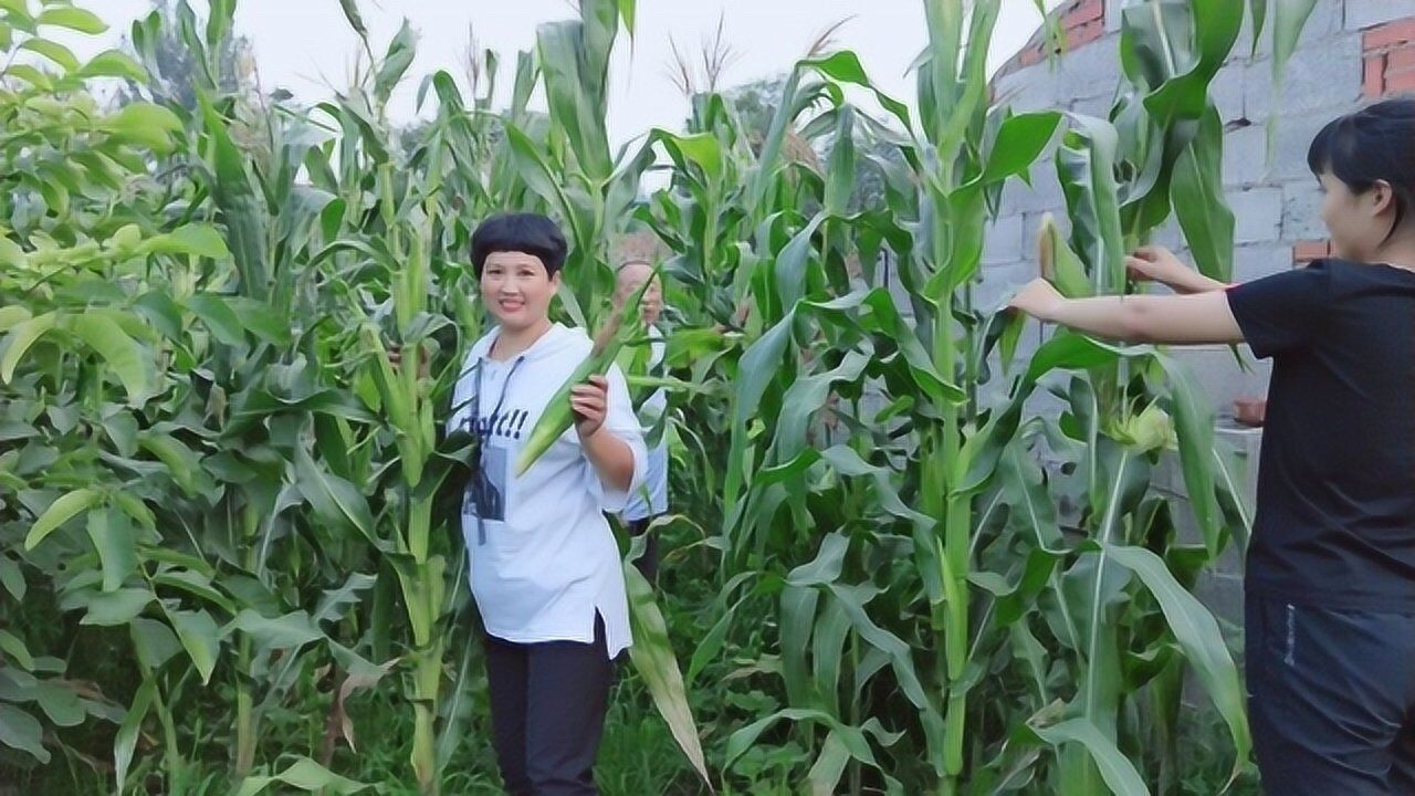 从院子里掰点玉米摘3个茄子柴火大铁锅一做香香甜甜真好吃