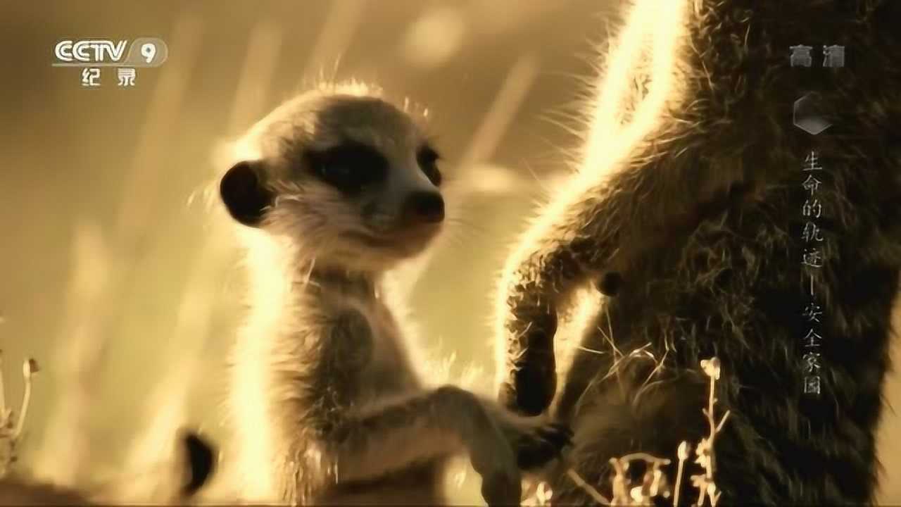 《生命的轨迹》合集_《生命的轨迹》合集_雌狐獴首领怀孕期,驱逐其它雌性成员,分娩后再将其邀请会家族_高清完整版视频在线观看_腾讯视频