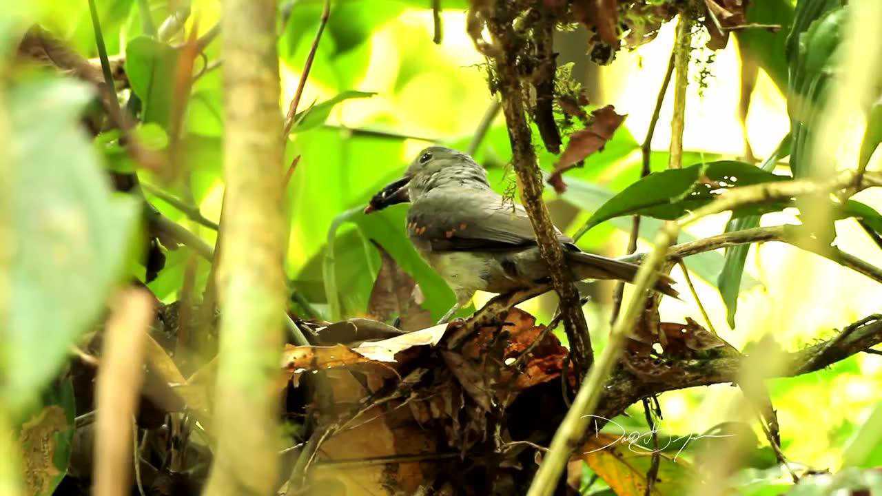 栗翅斑伞鸟:拟态毛毛虫的小鸟