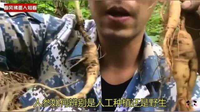 人参怎辨别人工种植还是野生?参农教您从细节上辨别准确无误方法