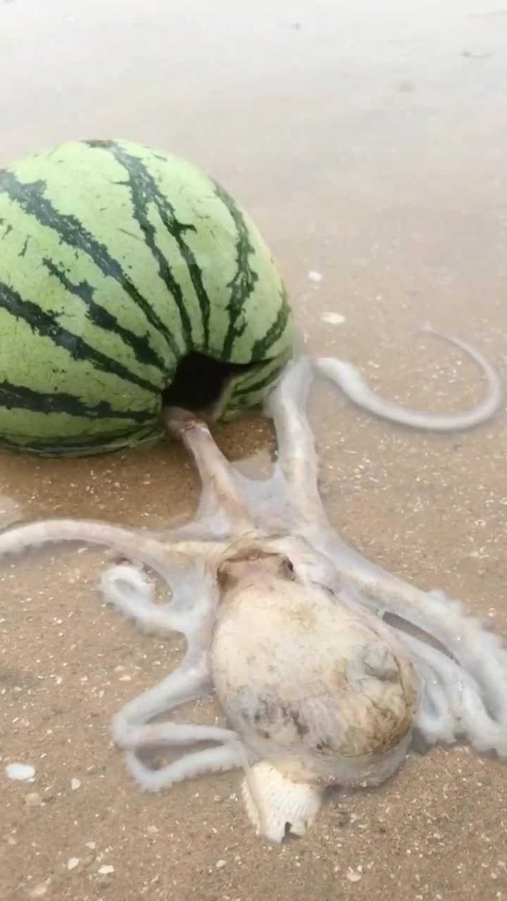 八爪鱼钻西瓜了