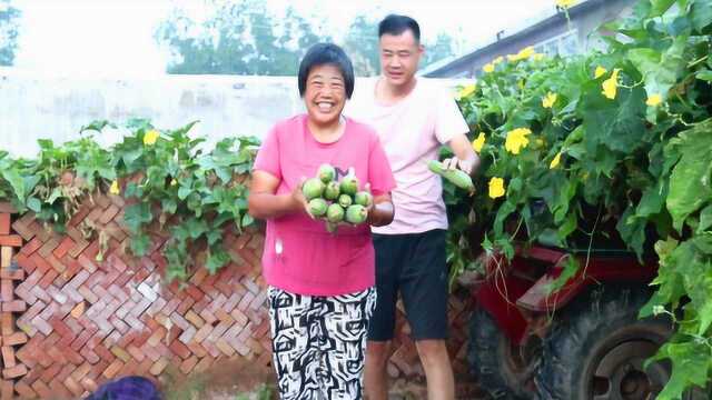 一天没摘,家里小丝瓜长了一层,国勇摘了几十支小丝瓜又鲜又嫩