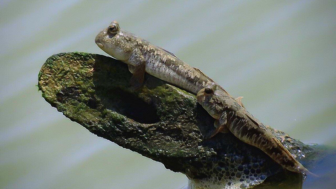男子树林发现"鱼爬树",鱼鳍当腿用,速度竟然贼快
