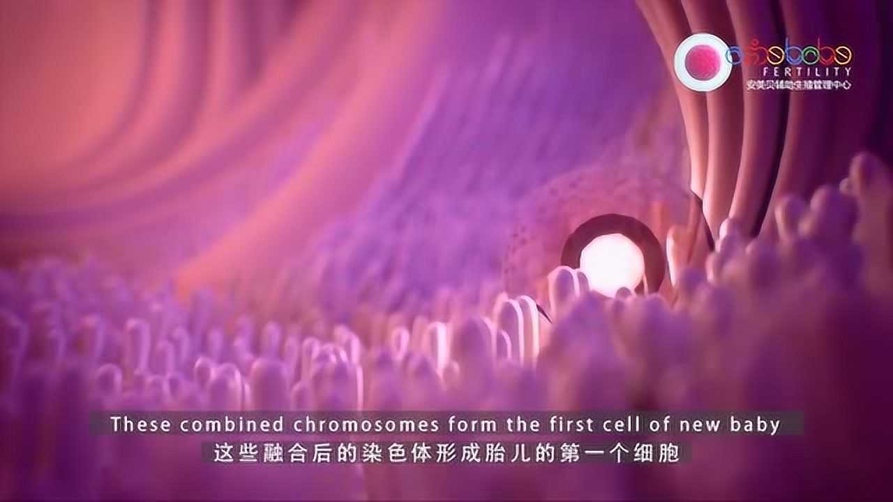 科普受精卵过程_高清