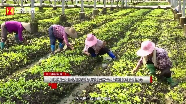 “菜篮子”基地日产15吨叶菜 工人忙采摘保障市场供应