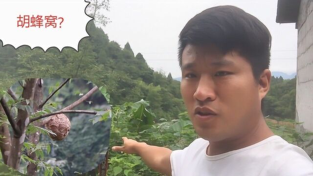 胡蜂农村很常见,胡蜂窝大家见过吗?湘西小程带您去看看