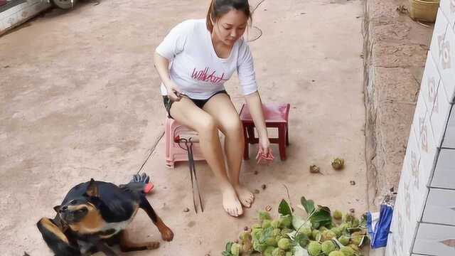 云南姑娘带湖北美女粉丝去打板栗,带刺板栗球掉在鼻子上了,好痛