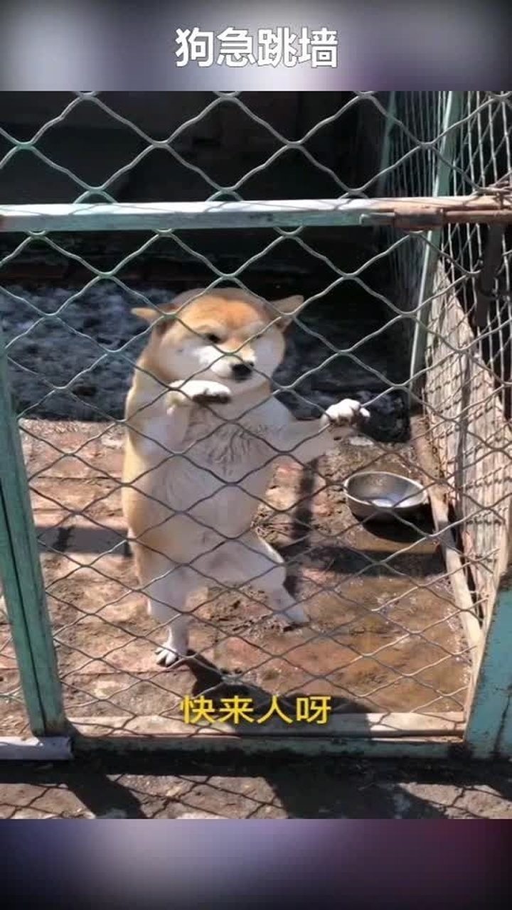 看看什么是狗急跳墙