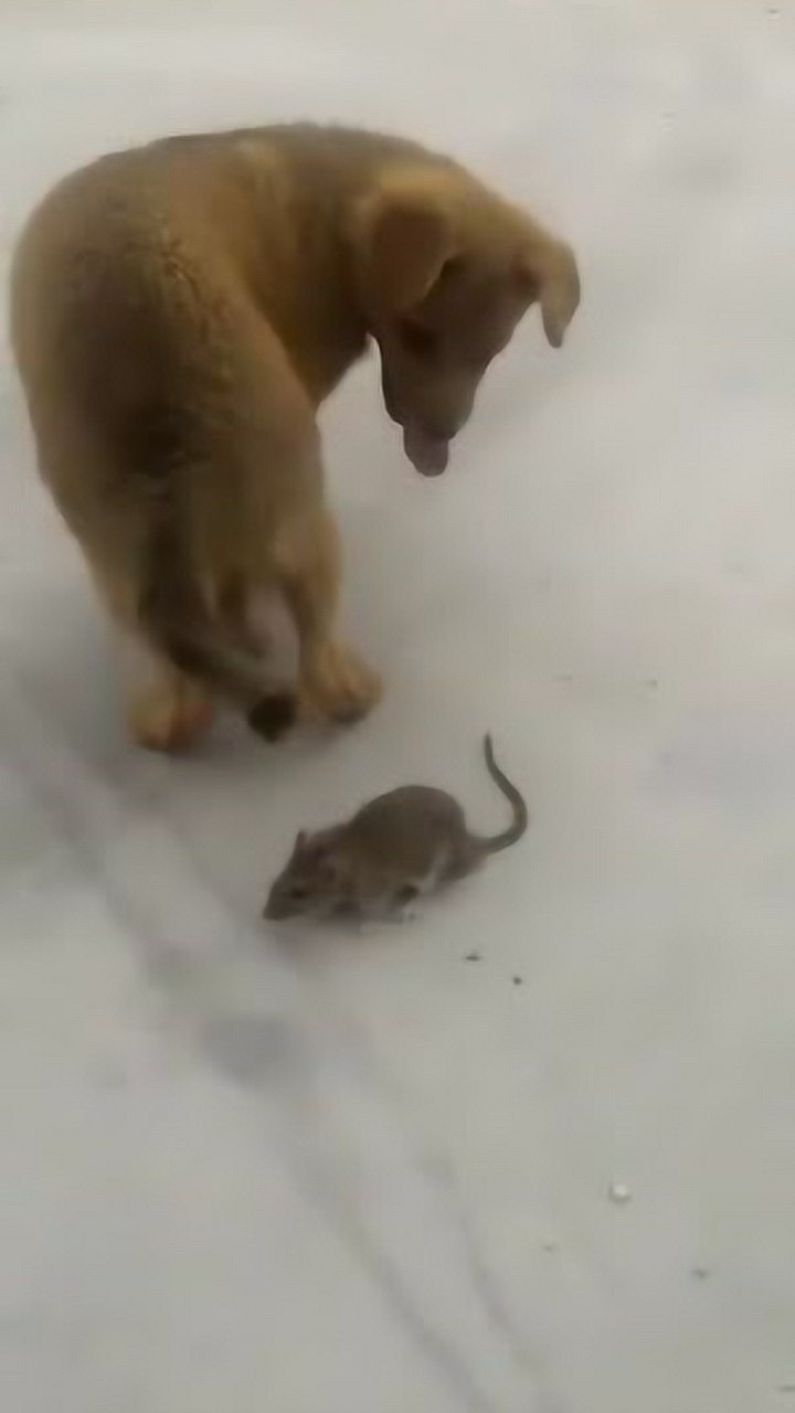 中華田園犬這神抓耗子太搞笑了