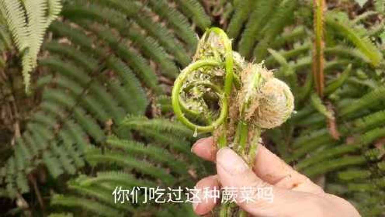 这种蕨菜浑身是毛,很多人说不能吃,以为有毒,只能说你错过了宝