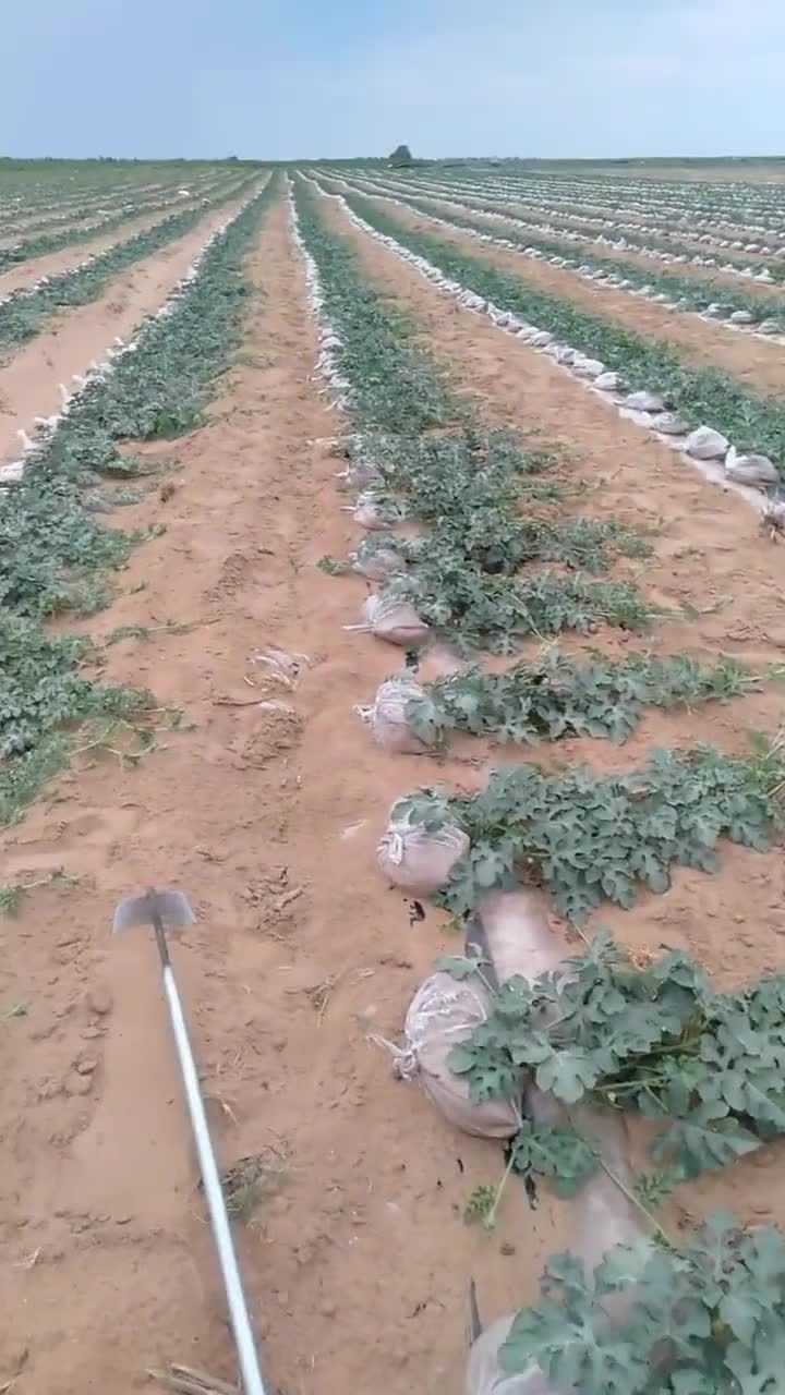 沙土地里的西瓜原来就是这样种植的难怪会这么整齐