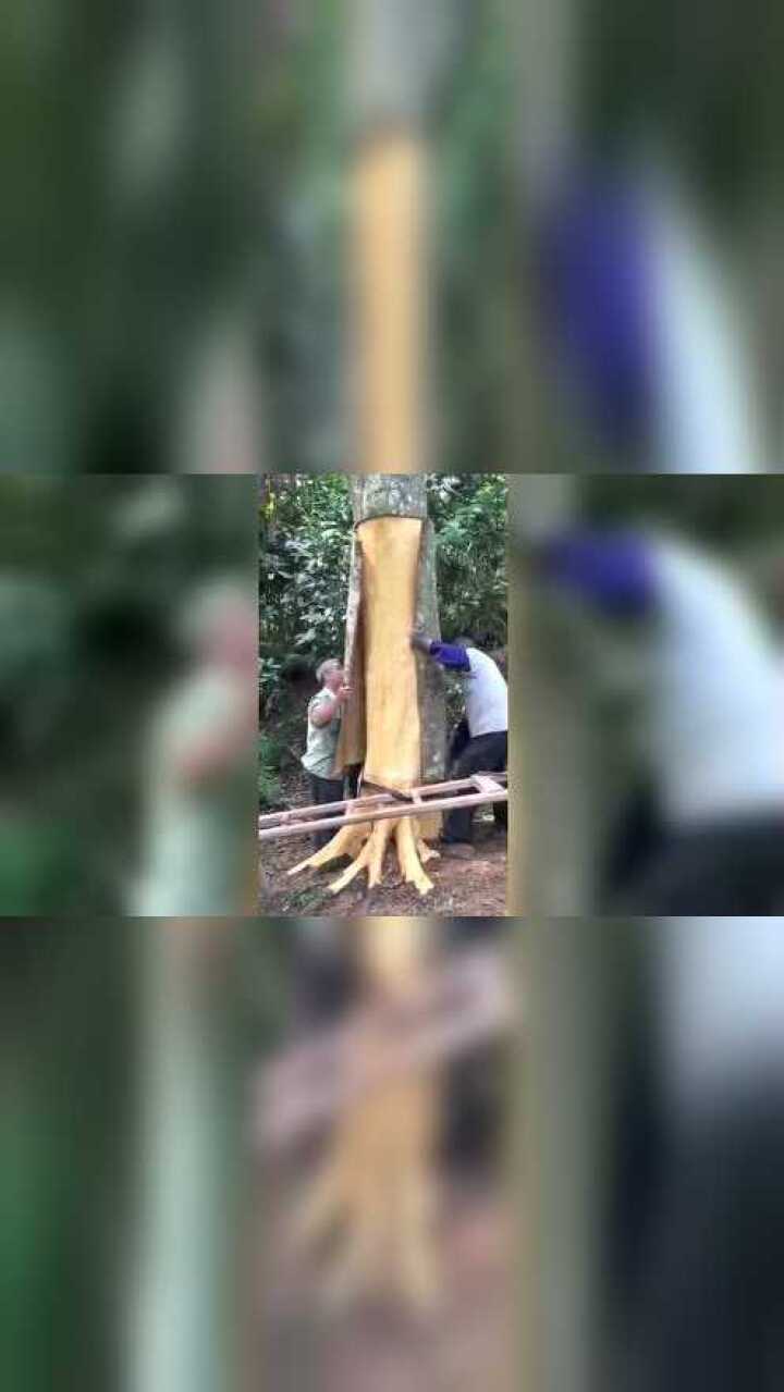 很多人都没见过,肉桂树剥皮过程!_高清1080P在线观看平台_腾讯视频