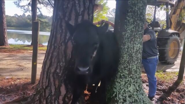 牛儿被大树卡得死死的,主人只好出此下策,镜头记录全过程