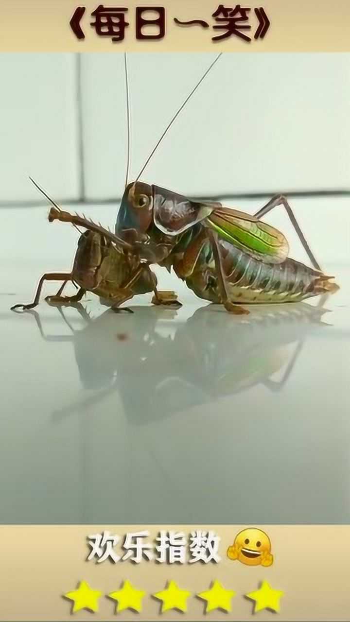 大蚂蚱居然把小蚂蚱给吃了,这也太残忍了吧!