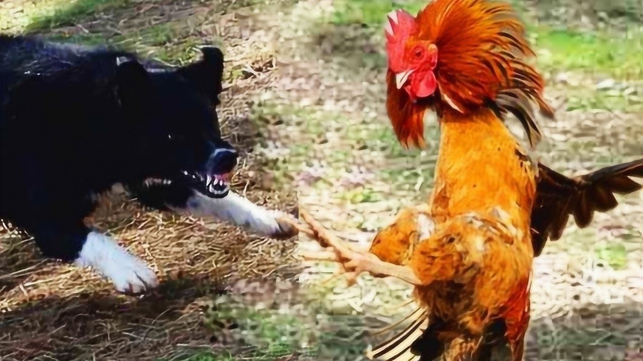 打鸡骂狗 腾讯网