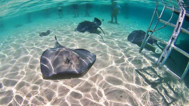 加勒比海上的“水怪”,会和人类互动,成为了当地的招牌!