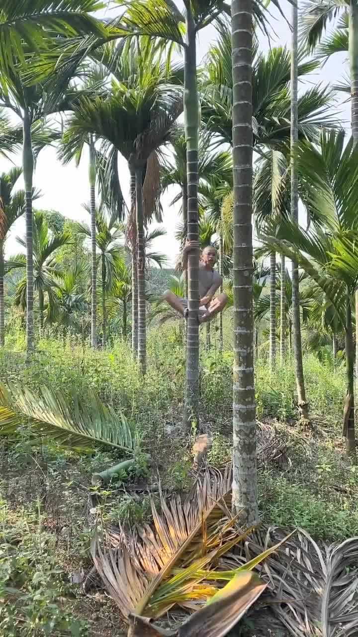 爬槟榔树要有仪式感