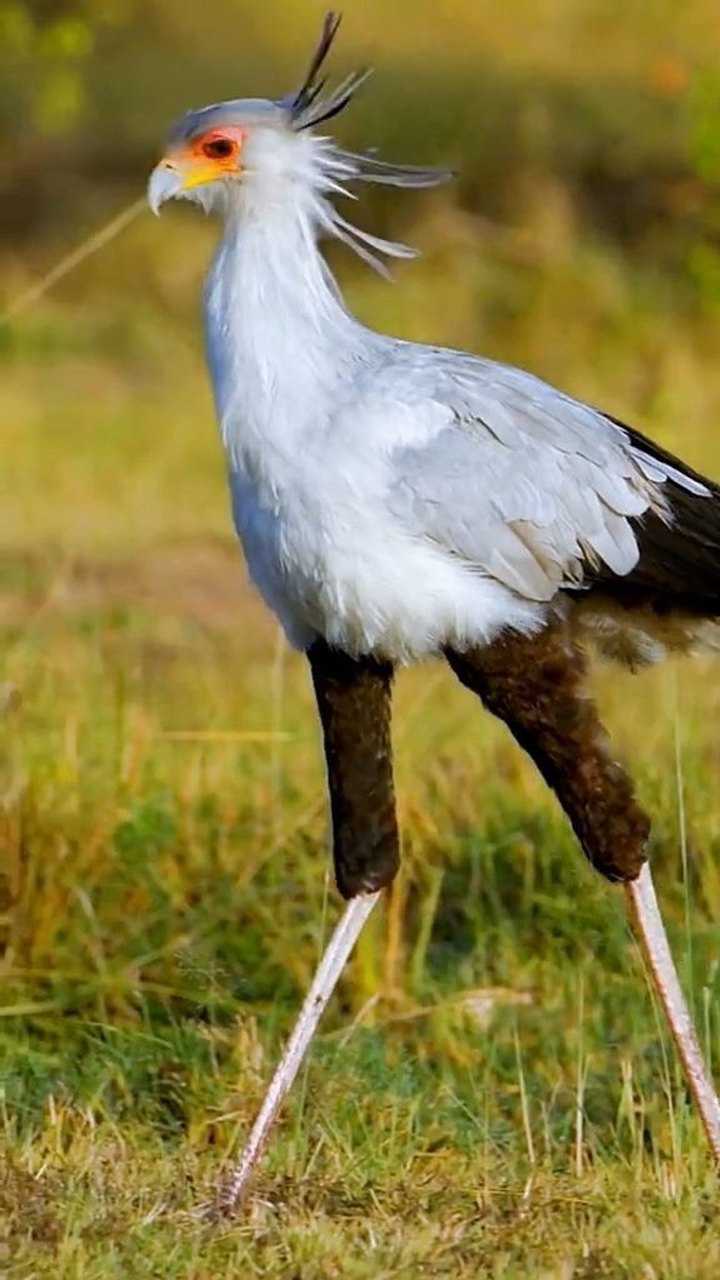 肤白貌美大长腿蛇鹭 人称秘书鸟_腾讯视频