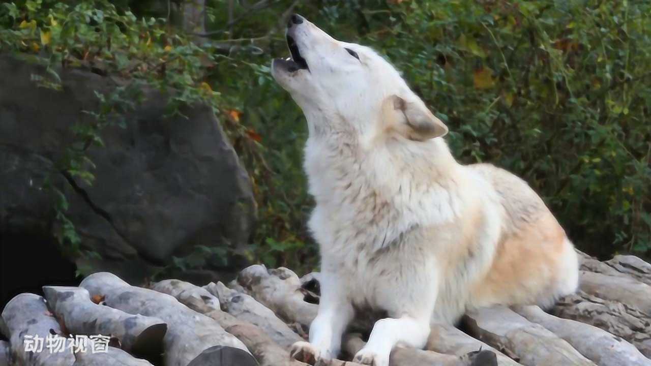 真正的狼嚎叫,引起大批狼的共鸣声,太厉害了