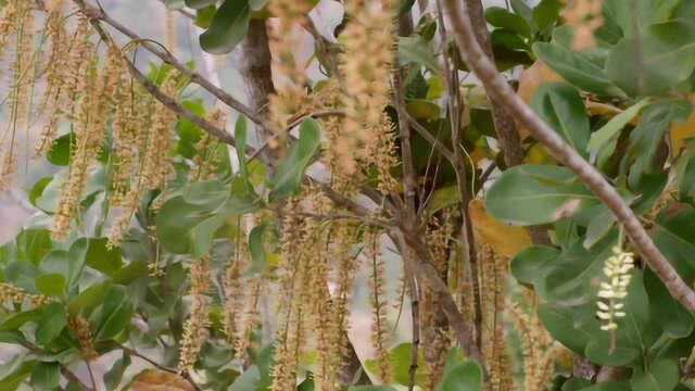 百花齐放 澳洲坚果花微观视角 曼松贡品 不一样的花世界