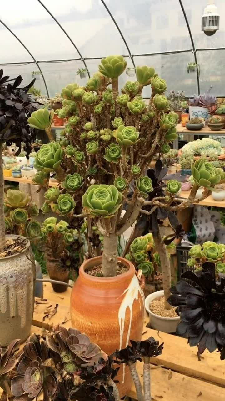 法师绿羊绒,永不凋谢的绿玫瑰,一年四季常青