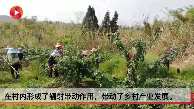 1万多斤干花椒卖了30万 四川富顺这个村把“荒山”变“金山”