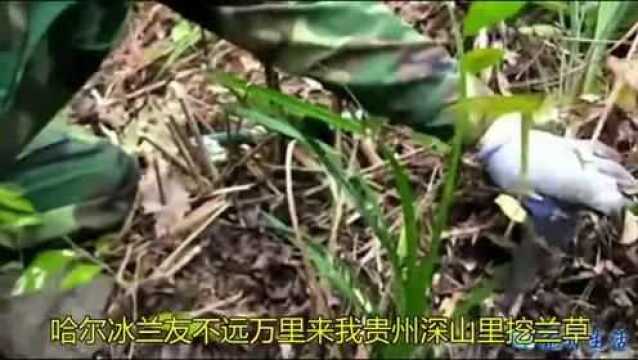 兰花神韵着迷了多少花友?哈尔冰兰友不远万里贵州深山挖兰草,体验野生神韵