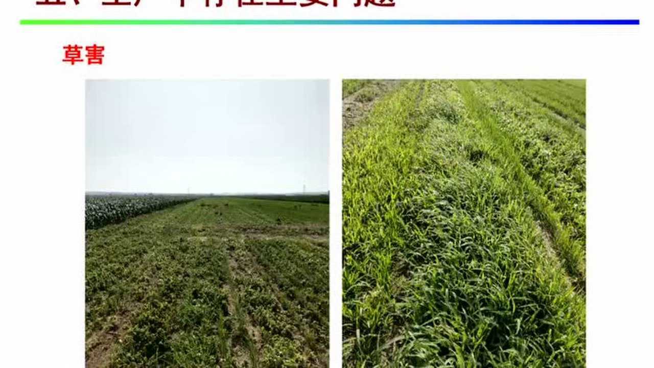 水稻直播-机械旱直播技术_腾讯视频