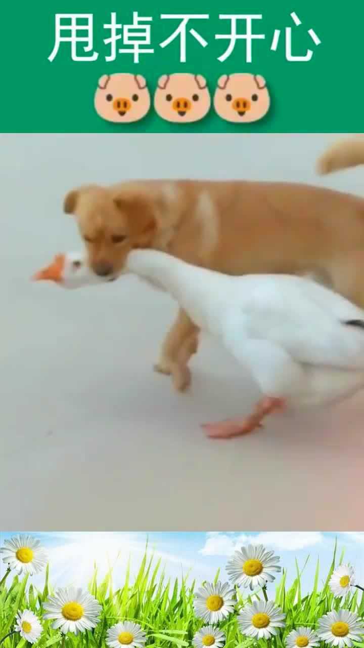 狗和鹅打架,四条腿赢了