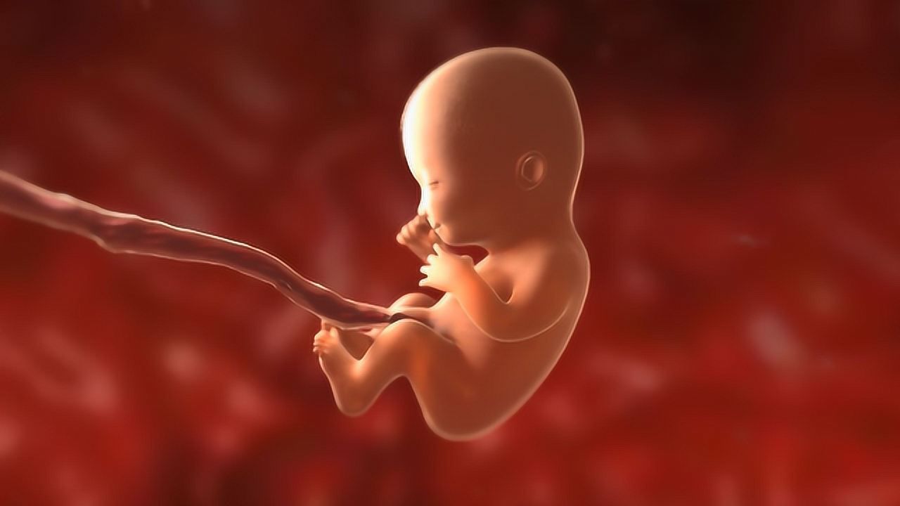 十四周的胎儿图片
