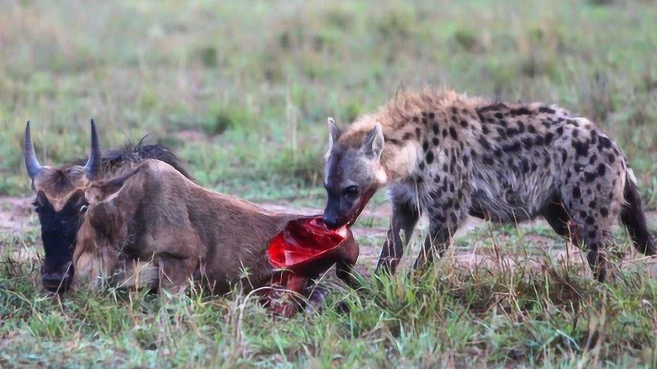 夜行猎手鬣狗追杀牛羚