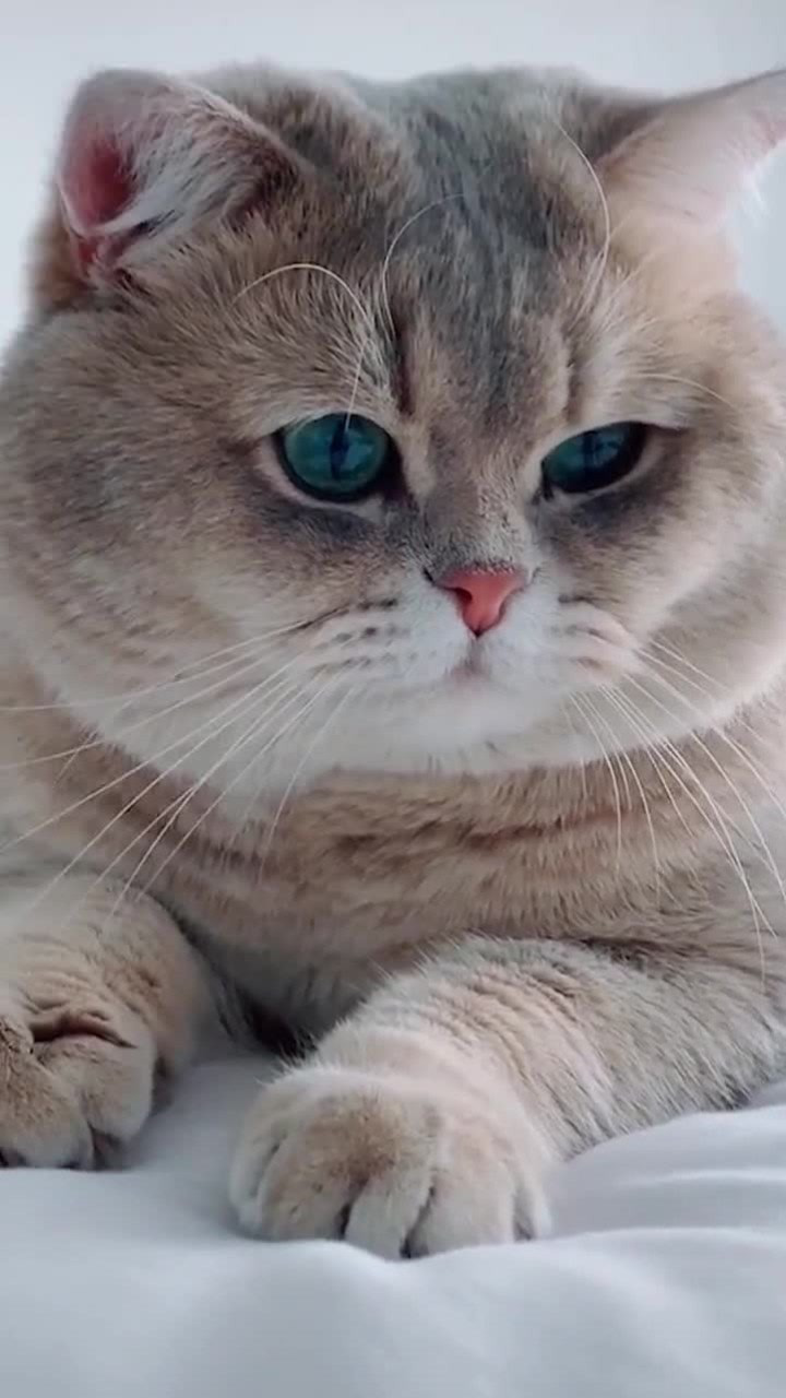 这胖喵星人颜值也太高了吧!