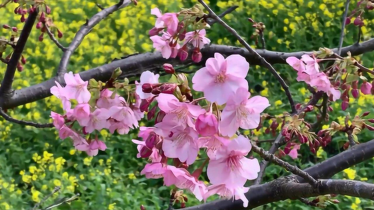 樱花名品河津樱盛开,樱花美景欣赏,樱花观赏腾讯视频