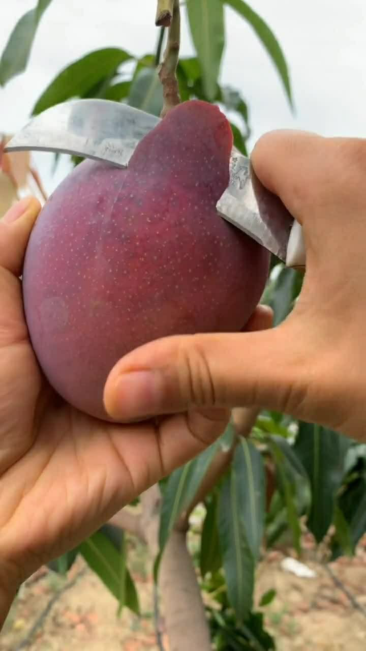 好漂亮的紫色芒果谁知道这是什么芒果品种