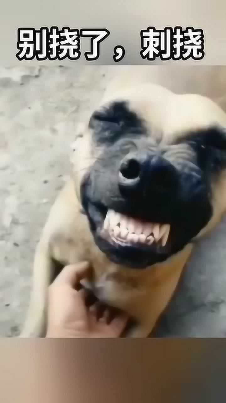 这笑声太魔性!主人抚摸自己家的宠物狗!结果狗狗的反应实在让人意外!