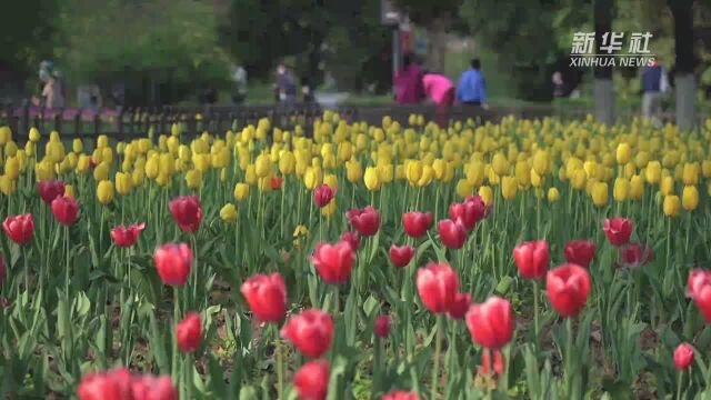 陕西西安:春暖花开时 郁金香竞绽放