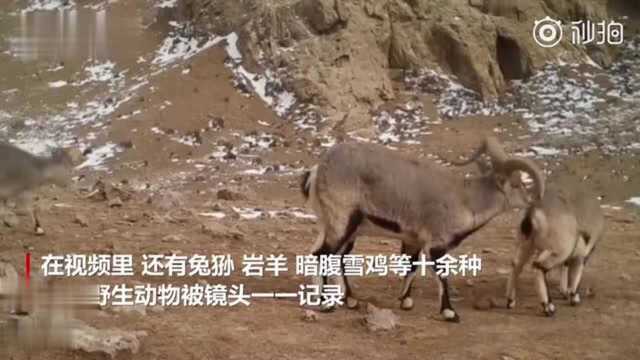 昆仑山脉祁曼塔格山地区首次记录到豺等野生动物活动画面