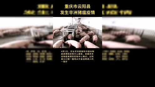 #重庆云阳发生非洲猪瘟疫情#重庆市云阳县从外省违规调入的仔猪🐷发生非洲猪瘟疫情。
