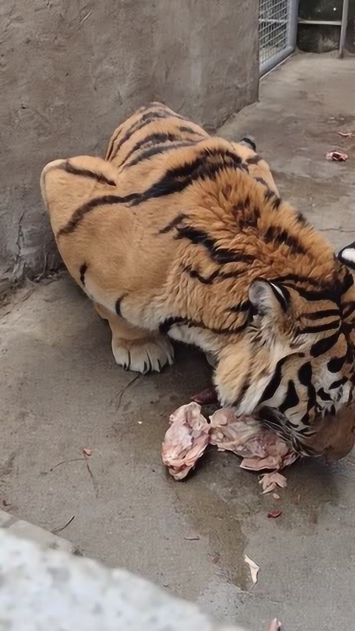 老虎吃的什么肉,看到了吗