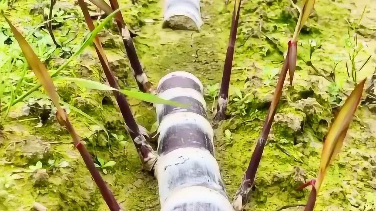 甘蔗的生长过程,原来甘蔗是没有种子的,这一过程真是让我大开眼界了!